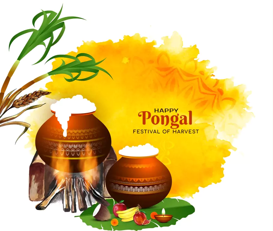 Pongal 2024 पोंगल कब है 2024 में । जानें पोंगल पर्व का महत्व और पोंगल